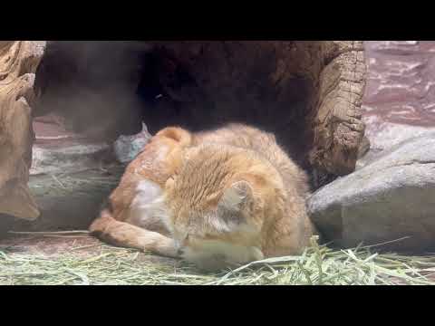 シャリフくん　スナネコ　那須どうぶつ王国にて　2026年1月4日 サムネイル