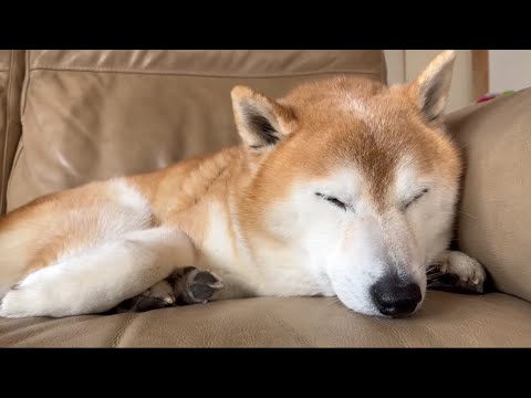 柴犬福 朝寝坊柴犬🤣Mother's boy🤣 サムネイル