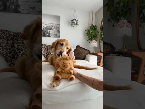 coming home to my golden retriever🥵 goldenretreiver dog ind… サムネイル