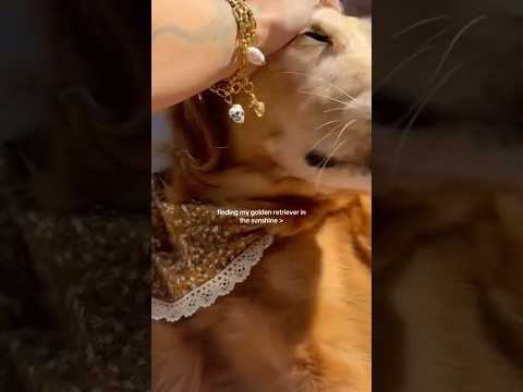 coming home to my golden retriever🥵goldenretreivers dog pup… サムネイル