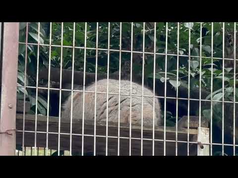 エルくん 起きてはいそうなのですが‥   マヌルネコ　東山動植物園にて　2025年12月13日 サムネイル