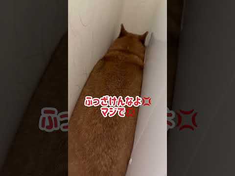 ちゃんと自力で出れますので、ご安心をw #柴犬 サムネイル