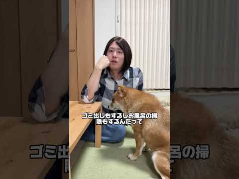 世のママは大変よ。旦那も子供同然👦 子育て 柴犬 チワワ コント shorts サムネイル