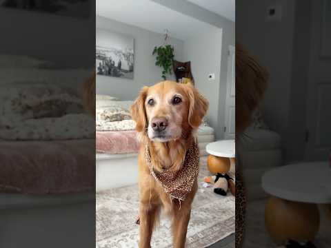 coming home to my golden retriever🥵goldenretreivers dog pup… サムネイル