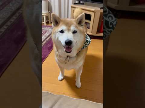 柴犬福 姉に話してごらんと言われちゃう柴犬🤣Sis and Shiba🤣姉と柴 shorts funny funnyd… サムネイル