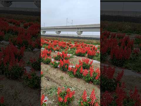 嘉義高鐵站附近一串紅花田 20260130 taiwan flowers scarletsage beautiful サムネイル