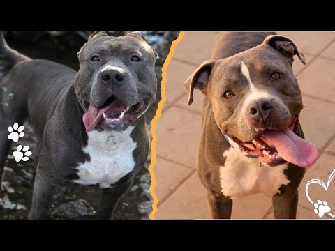 Pitbull Temperament What Owners Need to Know サムネイル