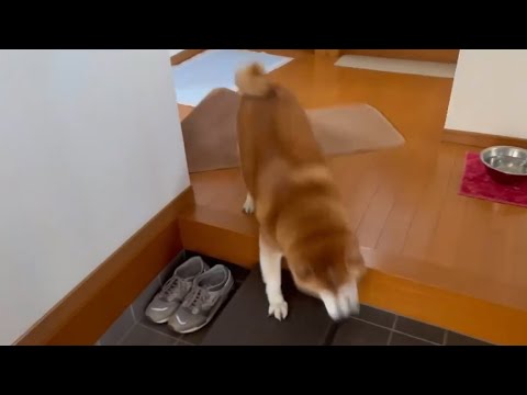 柴犬福 留守番限界マザコン柴の渾身のお出迎え🤣Mother's boy🤣 サムネイル