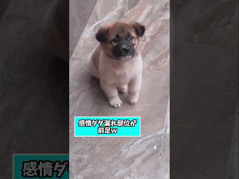 仕事で疲れた皆に贈る笑いと癒しの子犬5選ww　#子犬 #笑える #癒し #子犬のいる生活 #子犬のいる暮らし #犬好き… サムネイル