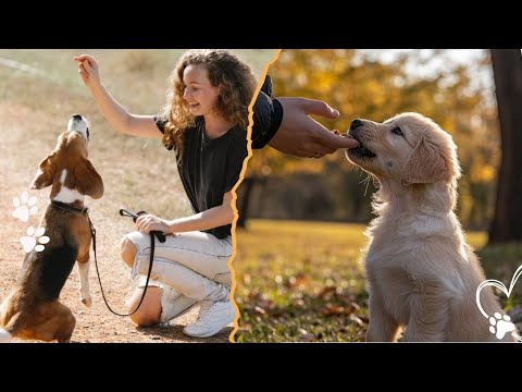 The Art of Training and Bonding With Your Puppy サムネイル