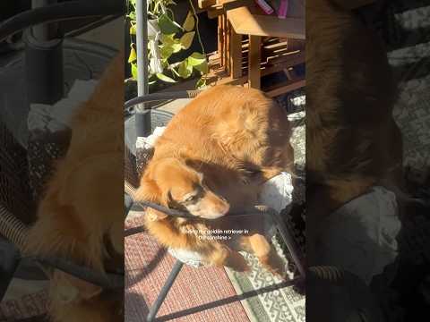 dog-tor coby to rescue🛟goldenpup puppy goldenpupppy dogbree… サムネイル