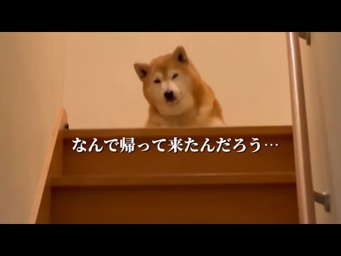 柴犬福 兄の帰宅に疑問を抱いちゃう柴犬🤣Brother and Shiba🤣 サムネイル