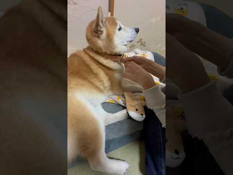 柴犬福 母に首輪を取ってもらう柴犬🤣Mother's boy🤣姉と柴 funny 柴犬 funnydog dogsho… サムネイル