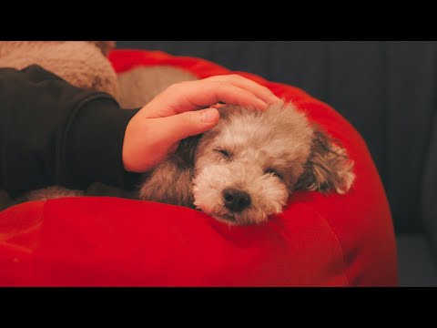 🐶あなたが居てくれたから、今年も幸せな一年でした。 サムネイル