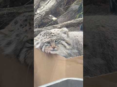 shorts カワイイを俺が見せてやるヨ〜っとロータスくん　マヌルネコ　埼玉県こども動物自然公園にて　2026年3月6日 サムネイル