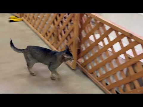 ムギチャとタタンと☺️  ワンニャンリビング　那須どうぶつ王国にて　2026年1月9日 サムネイル