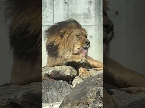 shorts アース父さん 何かを気にしつつグルーミング　ライオンファミリー　のんほいパークにて　2026年2月13日 サムネイル