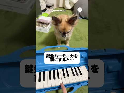 演奏強制。毎日「吹け」と言ってくる犬　　チワワ　犬　面白い　かわいい犬 鍵盤ハーモニカ サムネイル