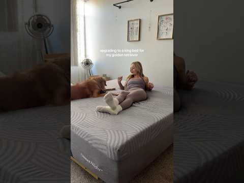 My Dog kissed me in my room yum🥵india retreiver dog puppy g… サムネイル