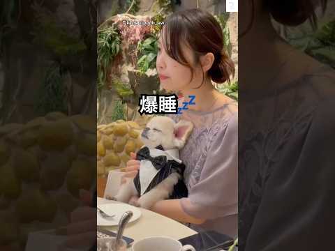結婚式で爆睡する犬🐶　#結婚式　#犬　#面白い　#かわいい #ペキチワ サムネイル