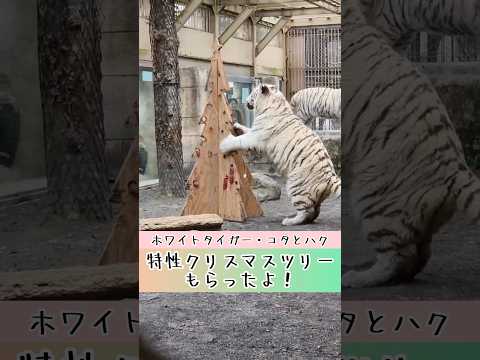 コタハク、特製クリスマスツリーをもらったよ🎄 東武動物公園 癒し 動物 かわいい animals zoo コタハク ホ… サムネイル