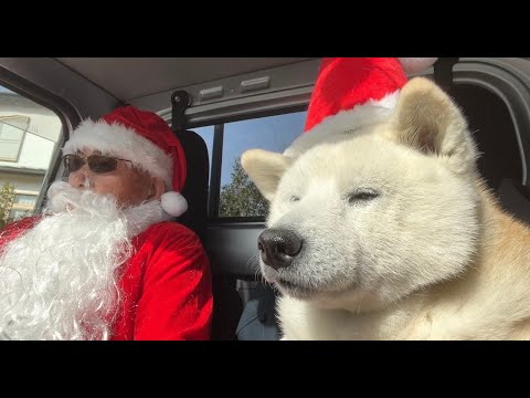 可愛く美味しいクリスマスプレゼントを貰い、大喜びな柴犬とサモエド【メリークリスマス】 サムネイル