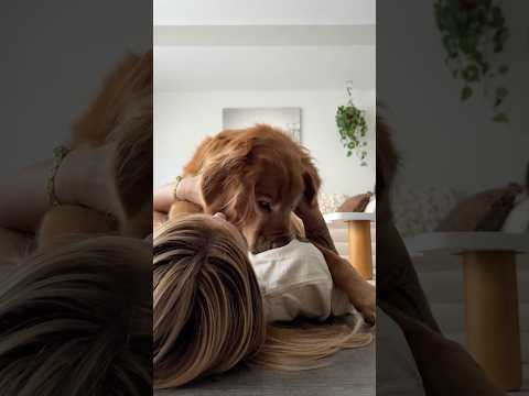 coming home to my golden retriever🥵goldenretreivers dog pup… サムネイル