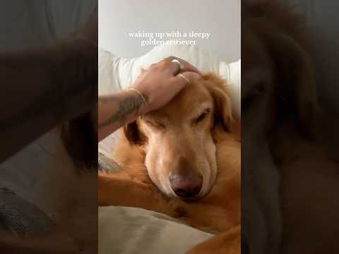 coming home to my golden retriever🥵goldenretreivers dog pup… サムネイル