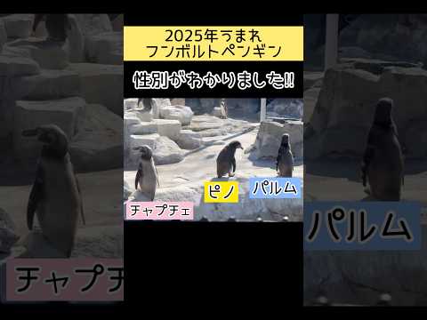 2025年うまれフンボルトペンギン　性別が分かりました！　東武動物公園 動物 動物園 赤ちゃん 癒し zoo かわいい… サムネイル