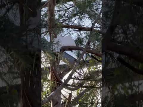 shorts 雪がハラリ！やっぱり居たリス　ニホンリス　那須どうぶつ王国にて　2026年1月12日 サムネイル