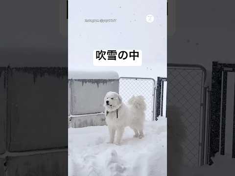 吹雪の中、雪景色を見つめる超大型犬　グレートピレニーズ 超大型犬 犬　かわいい犬 雪 サムネイル