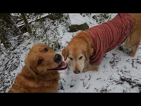 川の源流に入り前夜降った雪にテンション上がるゴールデンレトリバー８歳と２歳。　2026年1月25日 サムネイル