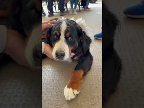 shorts モアナちゃんとヒカルくん　ふれあいドッグパーク　那須どうぶつ王国にて　2026年1月1日 サムネイル