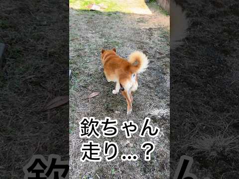 ’26.3.5 力丸の、気まぐれ散歩… 柴犬 shibainu 柴犬のいる暮らし 柴犬の日常 お散歩 走る犬 力丸 サムネイル