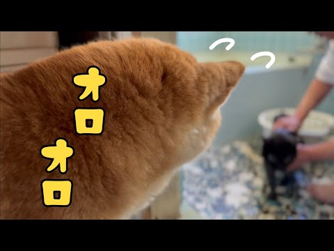 猫のお風呂に大騒ぎする柴犬もも　Momo Panicking Over Ten’s Bath サムネイル