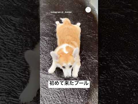 初めてのプールでお腹ぺったりな犬　コーギー　犬　かわいい犬 犬のいる暮らし 面白い サムネイル