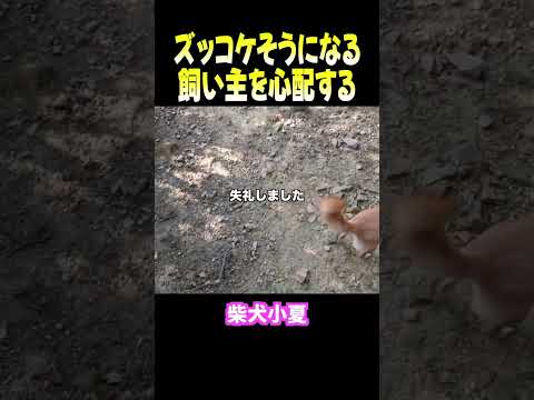 ズッコケそうになる飼い主を心配する 柴犬 shibainu 癒し サムネイル