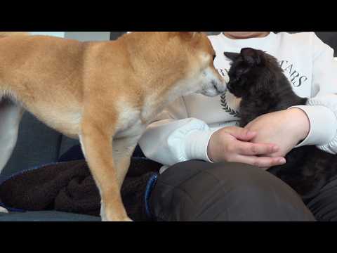 子猫を母親のように優しく見守る柴犬が尊い… サムネイル