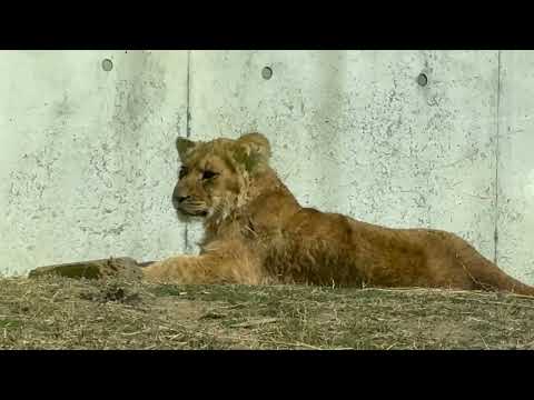 ベガちゃん　方向を変えて寝る💤💤　ライオン🦁　のんほいパーク　2026年2月13日 サムネイル