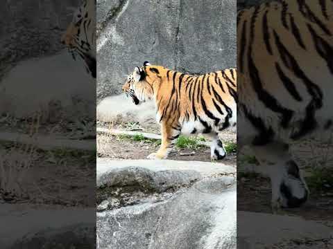 shorts サーシャちゃん　アムールトラ🐯　浜松市動物園IMG 8331 サムネイル