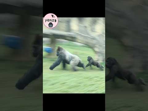Ringo chasing Daddy D'jeeco gorilla gorillatag taipeizoo 台北… サムネイル
