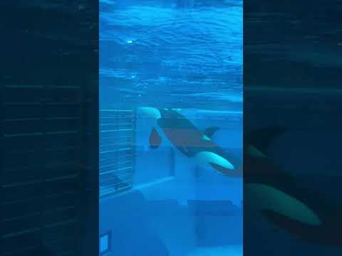 shorts アミアミの向こうを見つめるランちゃんと回遊するステラさん　須磨シーワールドにて　2025年12月25日 サムネイル