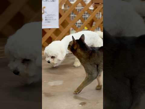 shorts シュシュちゃんとムギチャくん　ワンニャンリビング　那須どうぶつ王国にて　2026年1月30日 サムネイル