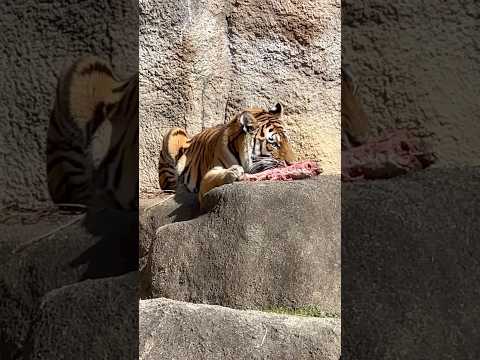 shorts サーシャちゃん 丁寧に食べてますネェ☺️ 今日はサーシャの日　アムールトラ　浜松市動物園にて　2026年… サムネイル