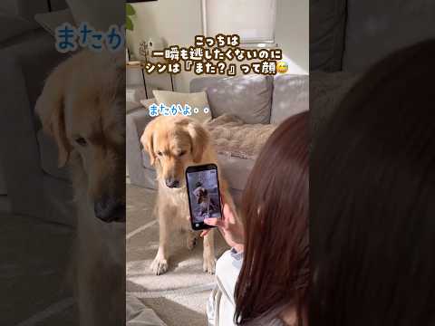 シンのクリスマス待ち受け作ってみた ゴールデンレトリバー 大型犬のいる生活 大型犬と子供 goldenretreiver サムネイル