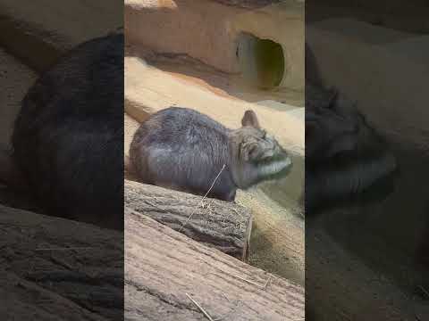 shorts ゴエモンくんと飼育員さんの様子に出て来たルイちゃん　ビスカチャ　埼玉県こども動物自然公園にて　2026年… サムネイル