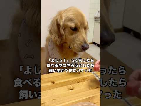 よく見る「よしっ！」って言ったら食べるヤツやろうとしたら飼い主がツボにハマってしまった ゴールデンレトリバー 大型犬… サムネイル