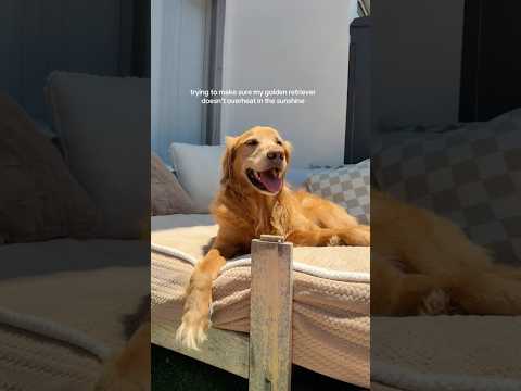 coming home to my golden retriever🤍#goldenretreivers #dog #… サムネイル