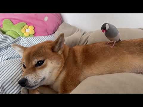【文鳥無双】柴犬と主従関係を築いてそうな・・・ サムネイル