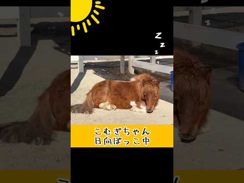 こむぎちゃん日向ぼっこ中 東武動物公園 癒し かわいい zoo 動物 動物園 animals 可愛い ポニー 日向ぼっこ サムネイル